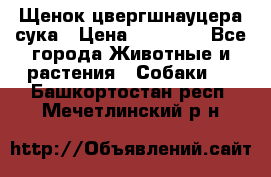 Щенок цвергшнауцера сука › Цена ­ 25 000 - Все города Животные и растения » Собаки   . Башкортостан респ.,Мечетлинский р-н